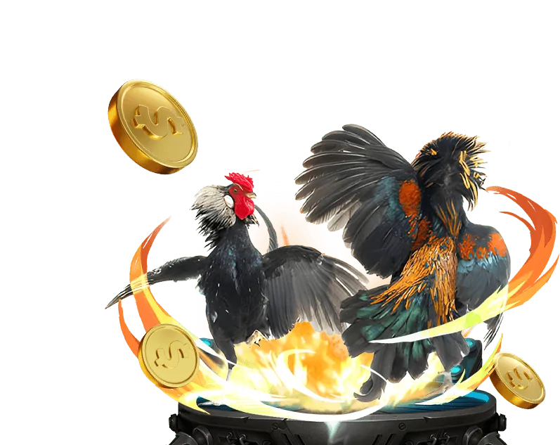 Trận đá gà Campuchia trực tiếp kịch tính